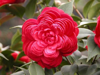 茶花