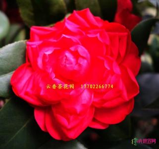 茶花
